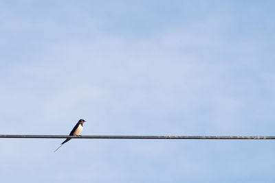 Low angle view of bird perching on cable against sky