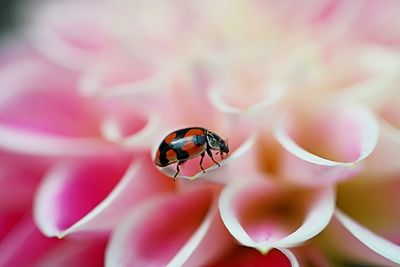 Close-up of ladybug on pink dahlia