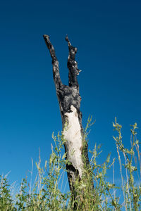 Low angle view of tree against clear blue sky
