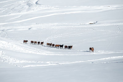 Horses standing on snow covered land during winter