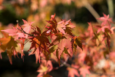 Close-up of maple leaves