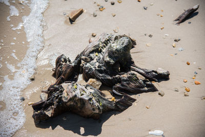 High angle view of shells on sand at beach
