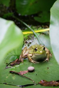 Close-up of frog on leaves