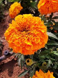 Close-up of marigold blooming outdoors