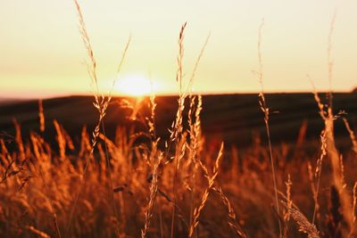 Close-up of grass growing on field against sky during sunset