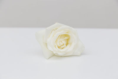 Close-up of rose over white background