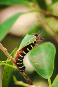 Close-up of insect on leaf