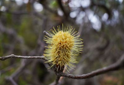 Close-up of flower against blurred background