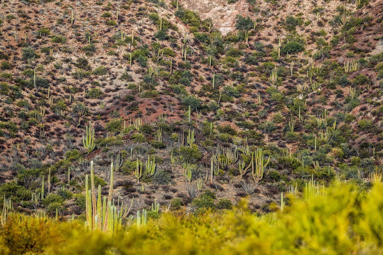 PLANTS IN FIELD