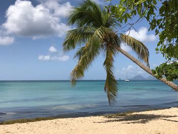 Palm tree on beach against sky