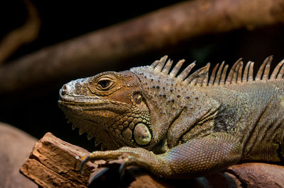 Close-up of iguana on wood