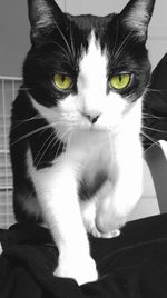 Close-up portrait of cat