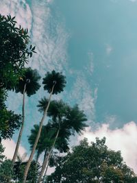 Low angle view of coconut palm trees against sky