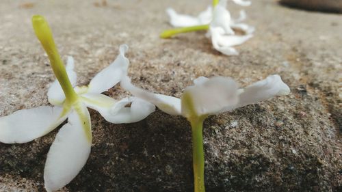 Close-up of white flowers blooming in field