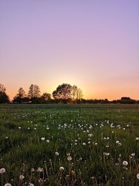 Scenic view of field against clear sky during sunset