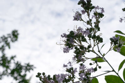 Low angle view of insect on tree against sky