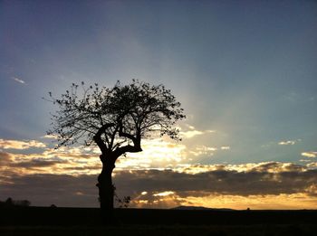 Silhouette of trees on landscape at sunset