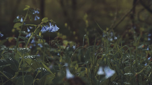 Close-up of purple flowering plant on field