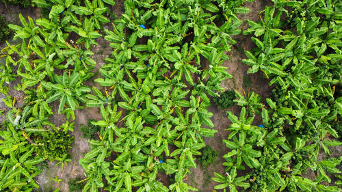 Full frame shot of plants