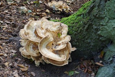 High angle view of mushrooms growing on tree trunk