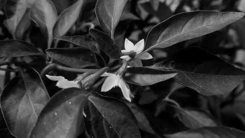 Close-up of flowers