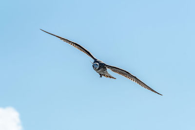 Low angle view of eagle flying in sky