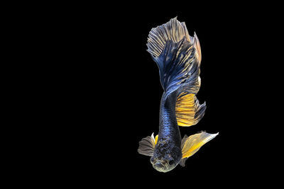 Close-up of fish swimming against black background