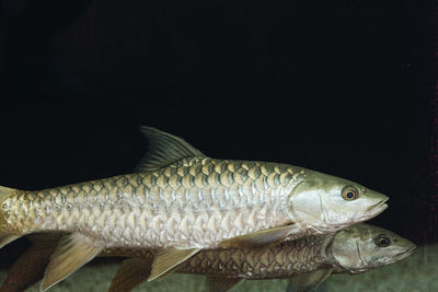 Close-up of fish swimming in sea