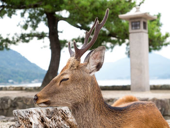 Close-up of deer on field