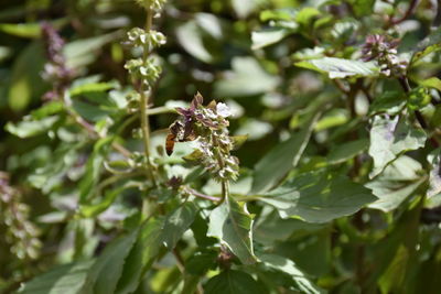 Close-up of bee pollinating on flower