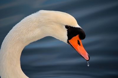 Close-up of swan