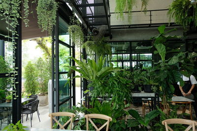 Potted plants in greenhouse