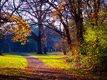 Trees in park during autumn