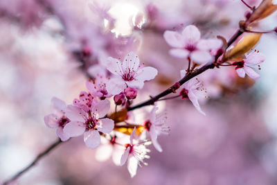 Close-up of pink cherry blossom