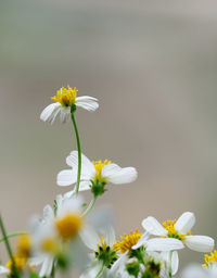 Close-up of white daisy flowers