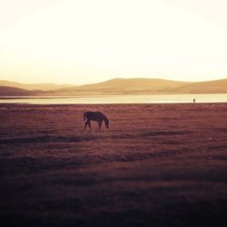 Scenic view of landscape at sunset