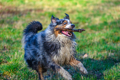 Dogs on grassy field