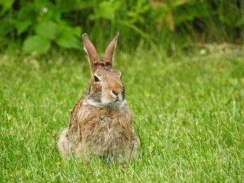 Wild rabbit sitting on grass
