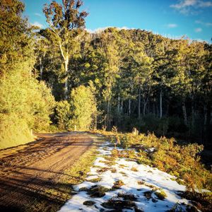 Road amidst trees in forest against sky