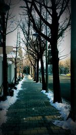 Empty pathway along trees