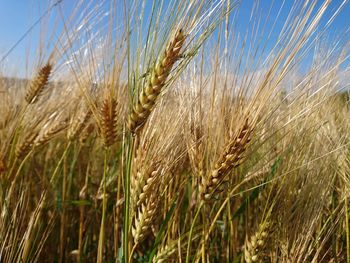 Close-up of wheat growing on field against sky