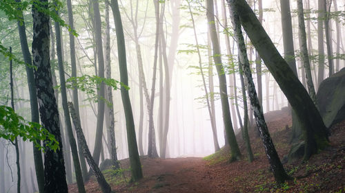 Trees in forest