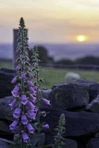 Close-up of purple flowering plant against rocks during sunset