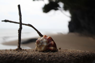 Close-up of seashells on beach