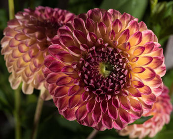 Close-up of pink flower blooming outdoors