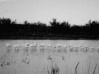 View of birds in lake against sky