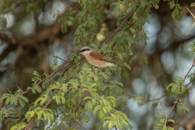 Bird perching on a tree