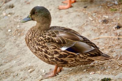 Close-up of duck