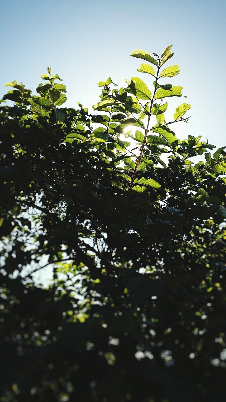 clear sky, growth, tree, low angle view, leaf, green color, nature, branch, freshness, plant, beauty in nature, sunlight, close-up, sky, growing, day, tranquility, no people, outdoors, green