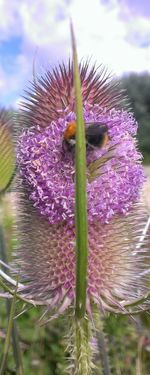 Close-up of purple flower